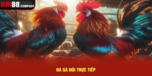 đá gà nòi trực tiếp