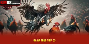 Đá gà trực tiếp C3