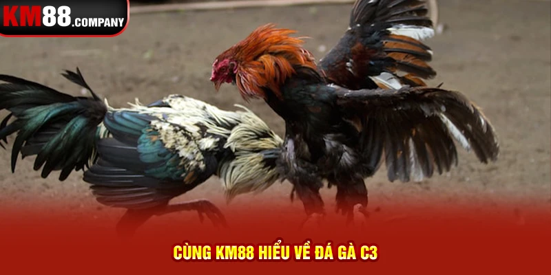 Cùng Km88 hiểu về đá gà C3