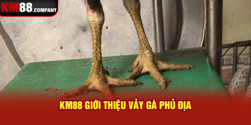 Km88 giới thiệu vảy gà phủ địa 