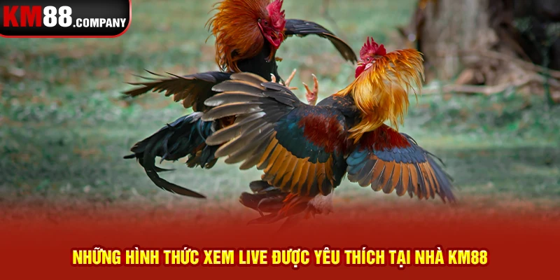 Những hình thức xem live được yêu thích tại nhà ckm88