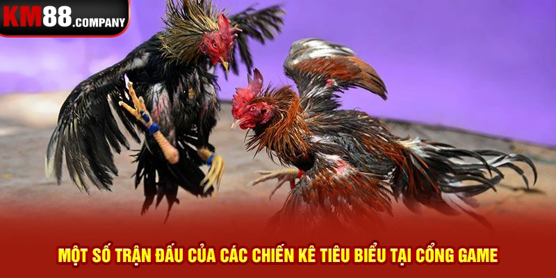 Một số trận đấu của các chiến kê tiêu biểu tại cổng game