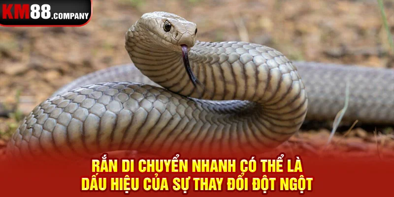 Rắn di chuyển nhanh có thể là dấu hiệu của sự thay đổi đột ngột