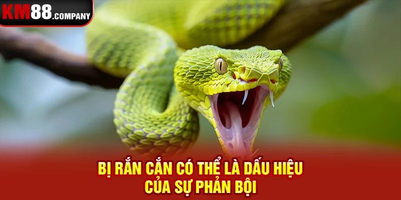 Bị rắn cắn có thể là dấu hiệu của sự phản bội