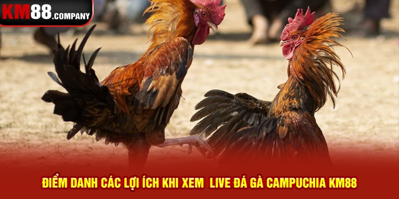 Điểm danh các lợi ích khi xem  live đá gà Campuchia km88