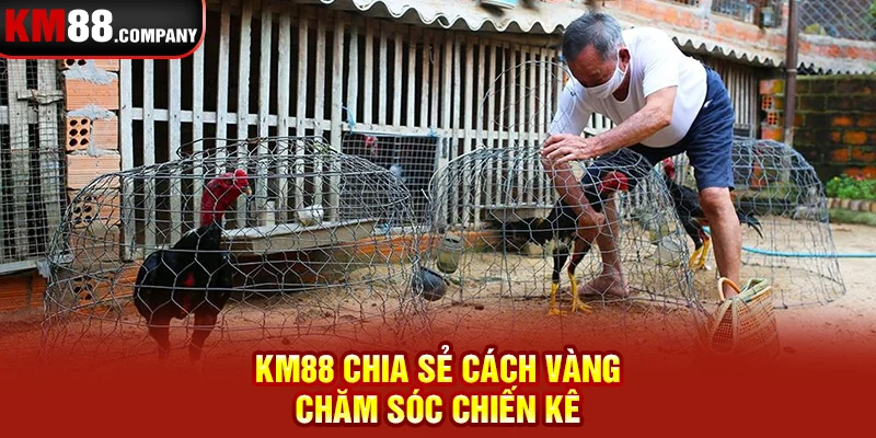 Km88 chia sẻ cách vàng chăm sóc chiến kê