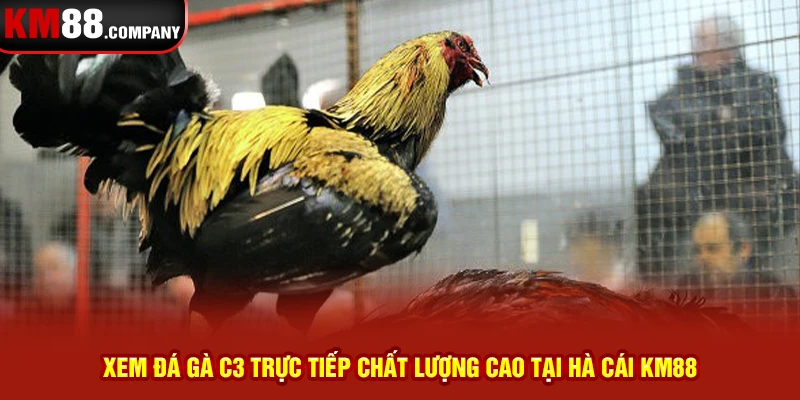 Xem đá gà c3 trực tiếp chất lượng cao tại hà cái Km88